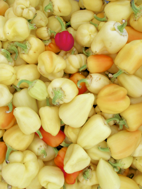 hungarian sweet peppers