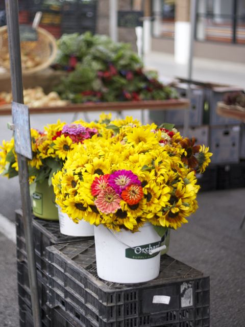 yellow flowers