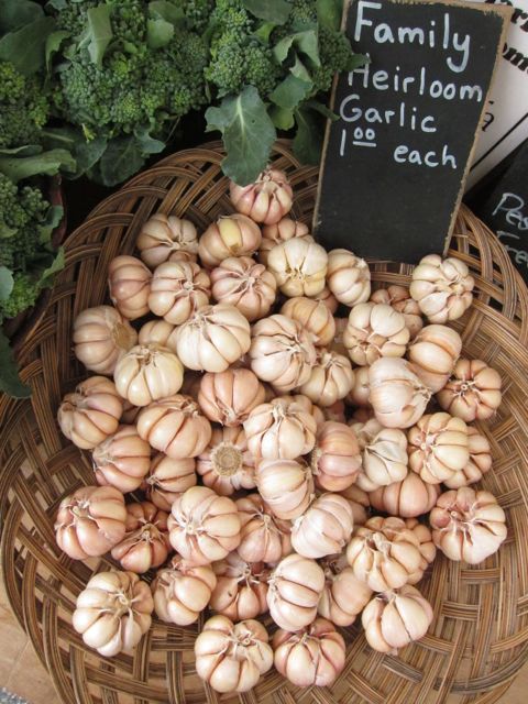 heirloom garlic