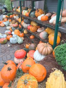 decorative pumpkins at the nursery