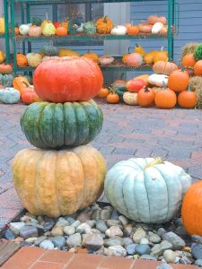 decorative pumpkins at the nursery