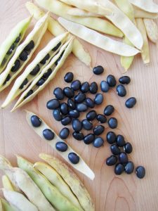 black beans in pods