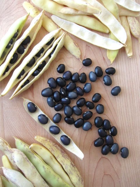 black bean pods