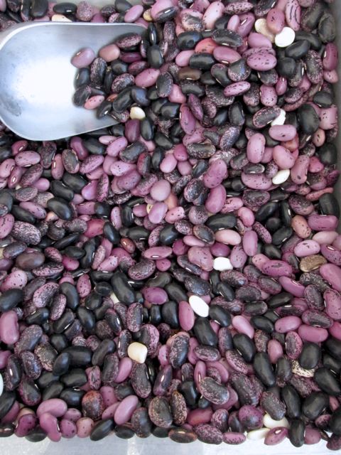 magic scarlett runner beans