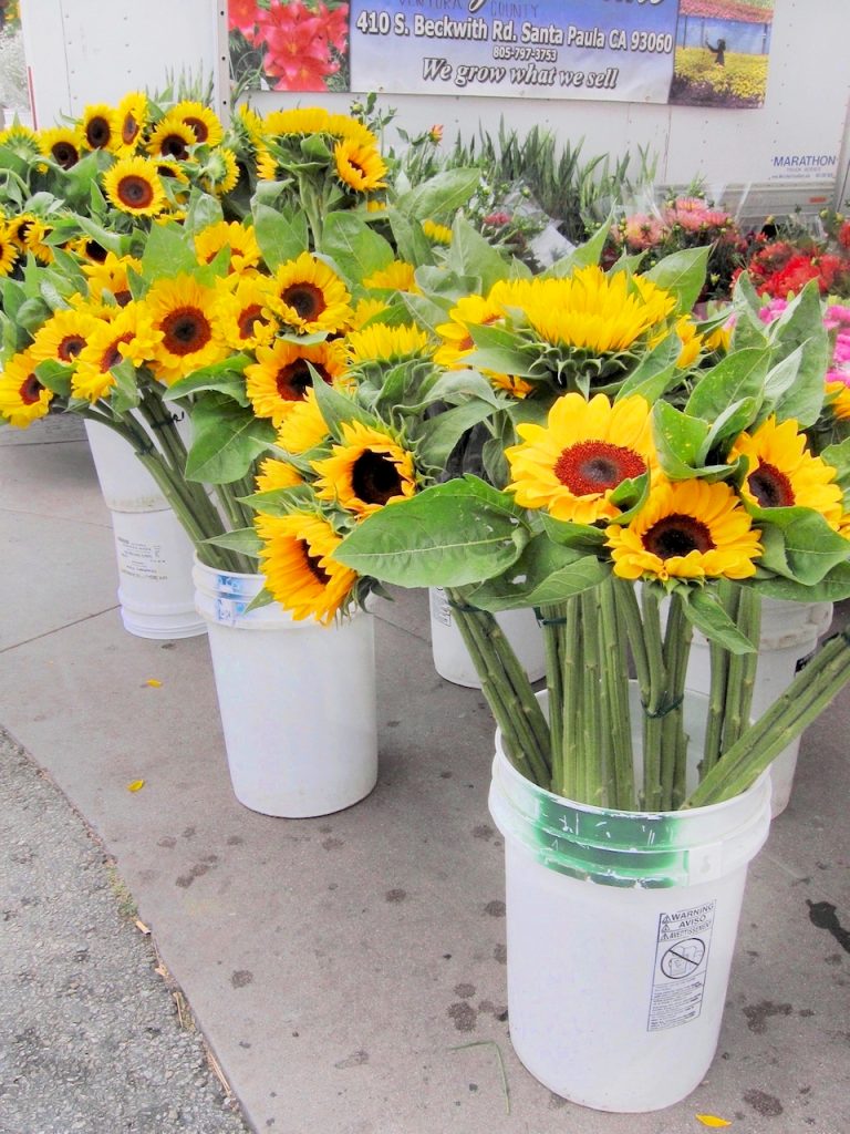 sunflowers in buckets