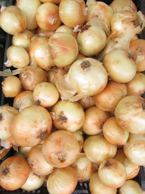 yellow onions