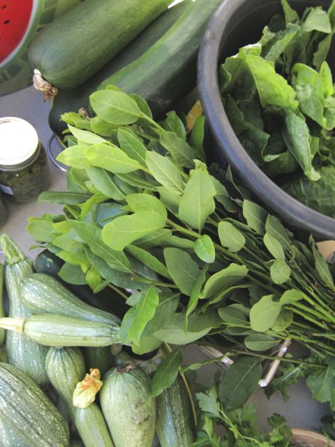 bay leaf