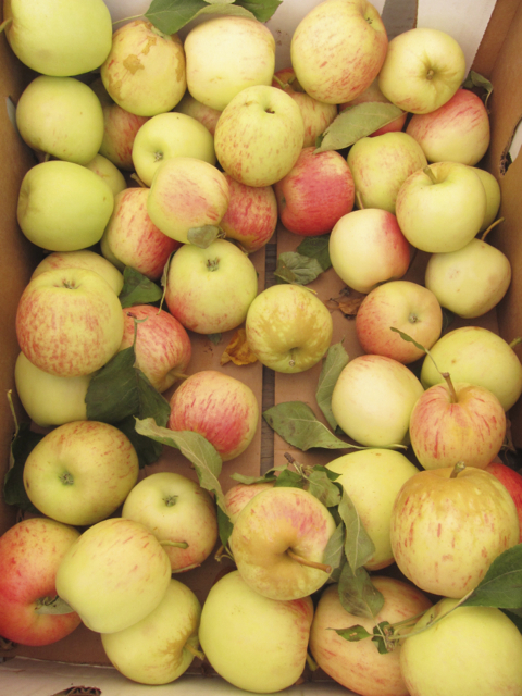 Apples