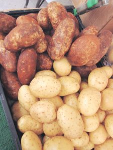 russet and Yukon gold potatoes