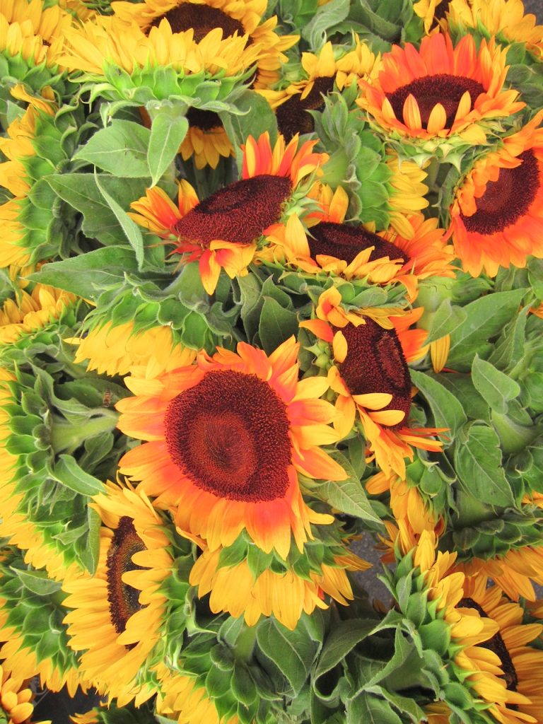 sunflowers at the farmers market