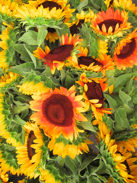 sunflower