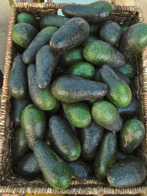 avocado