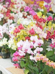 orchids at farmers market
