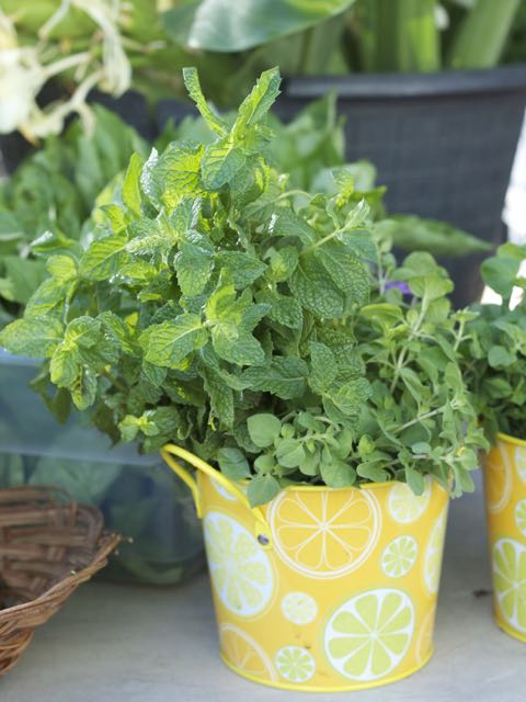 mint in yellow can
