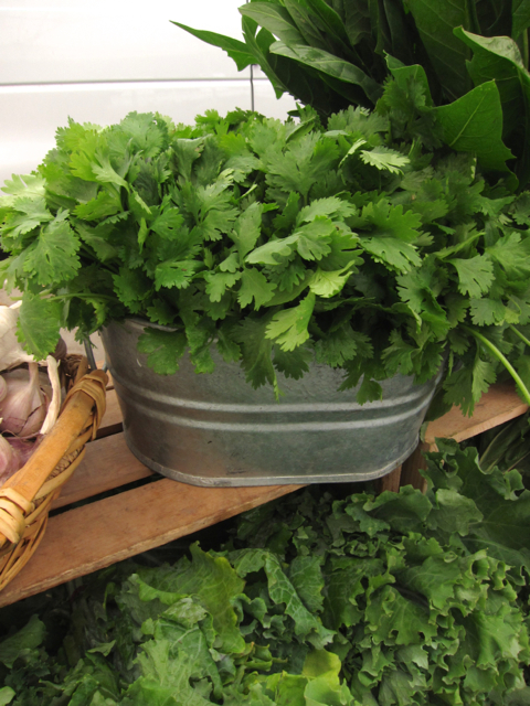 cilantro