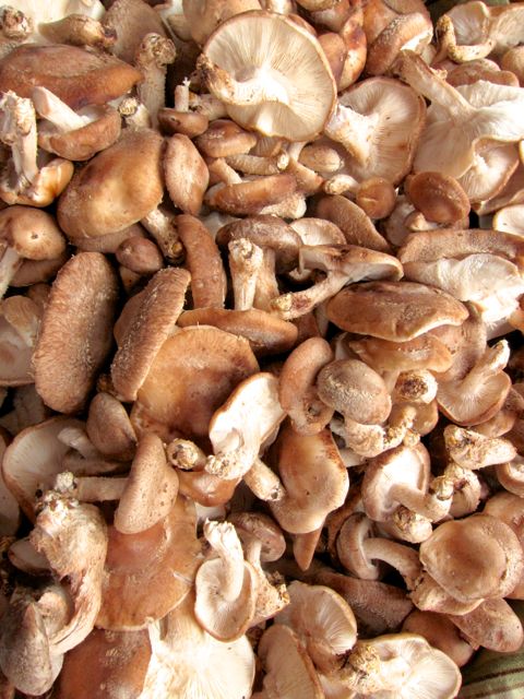 wild exotic mushrooms