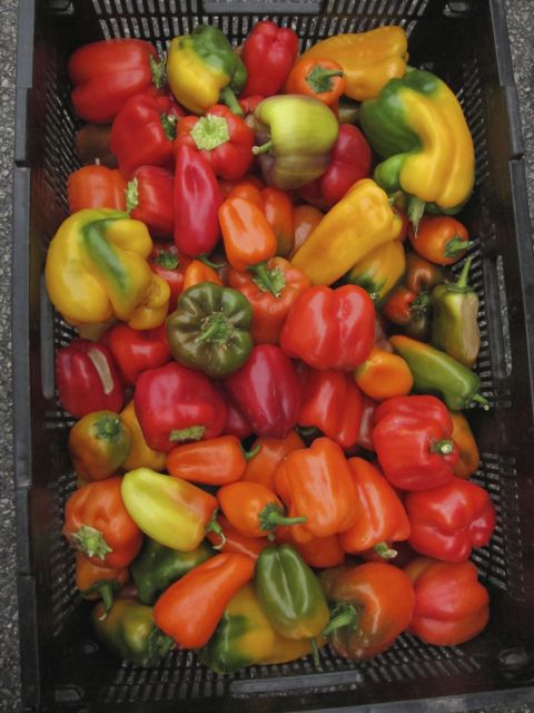 bell peppers