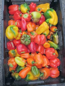 bell peppers at farmers market
