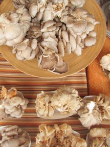 wild mushrooms at the farmers market