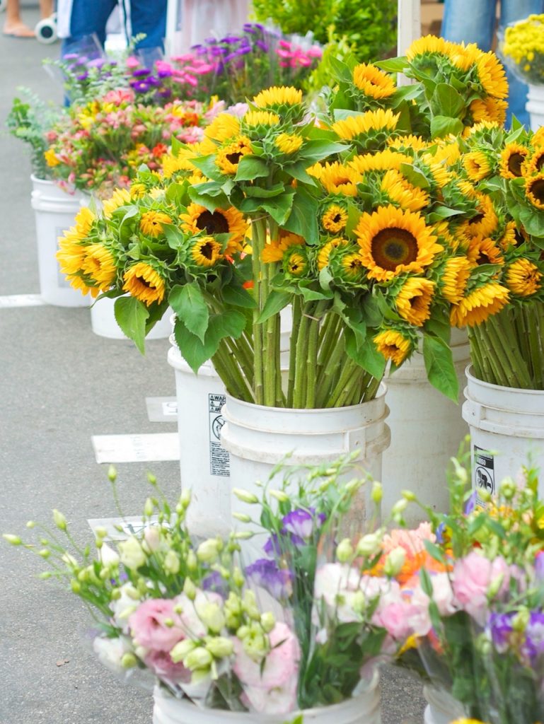 sunflowers in large dbucket