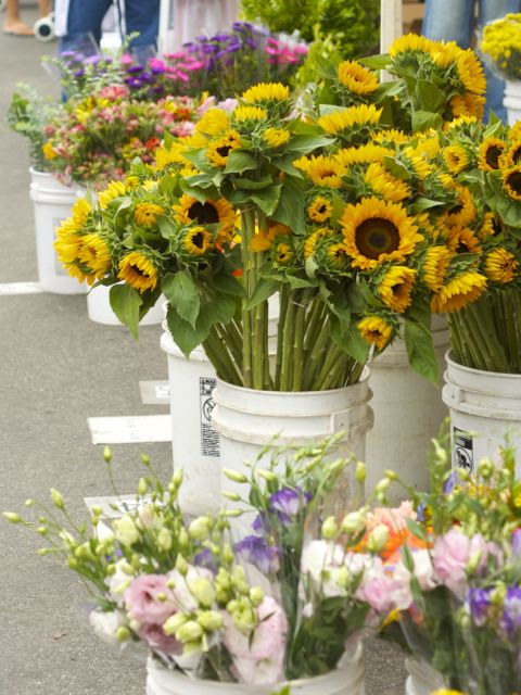 sunflowers in large drum