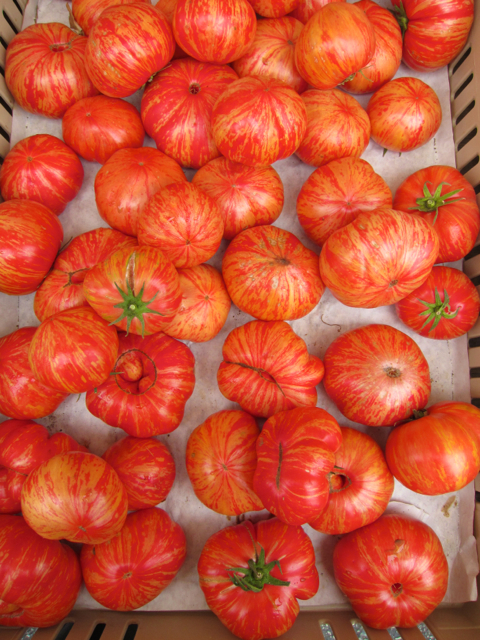 Zebra tomatoes
