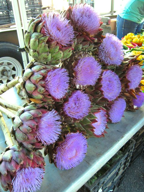 blooming artichoke