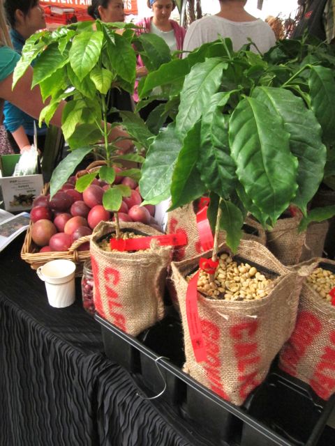 passion fruit and coffee plants
