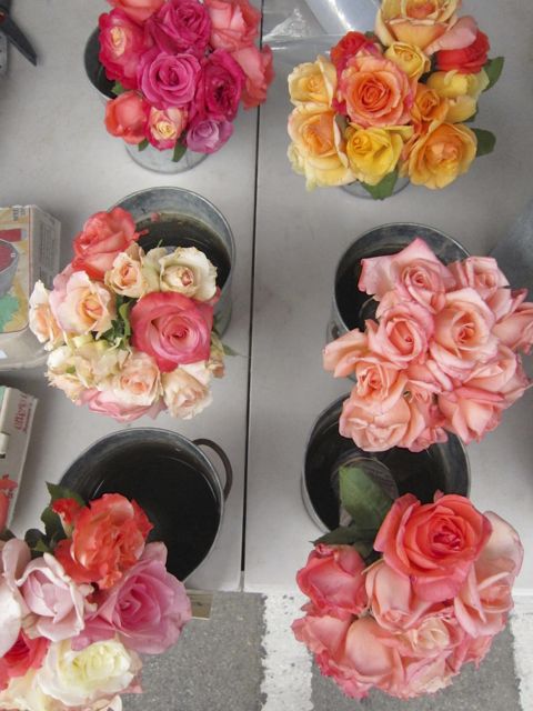 6 pots of roses