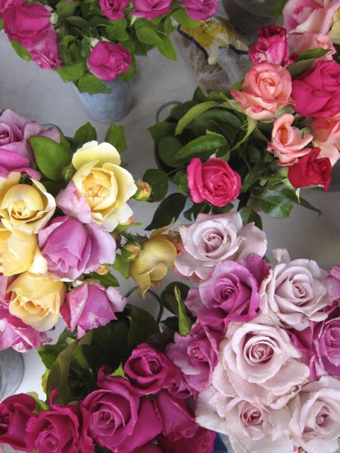 roses