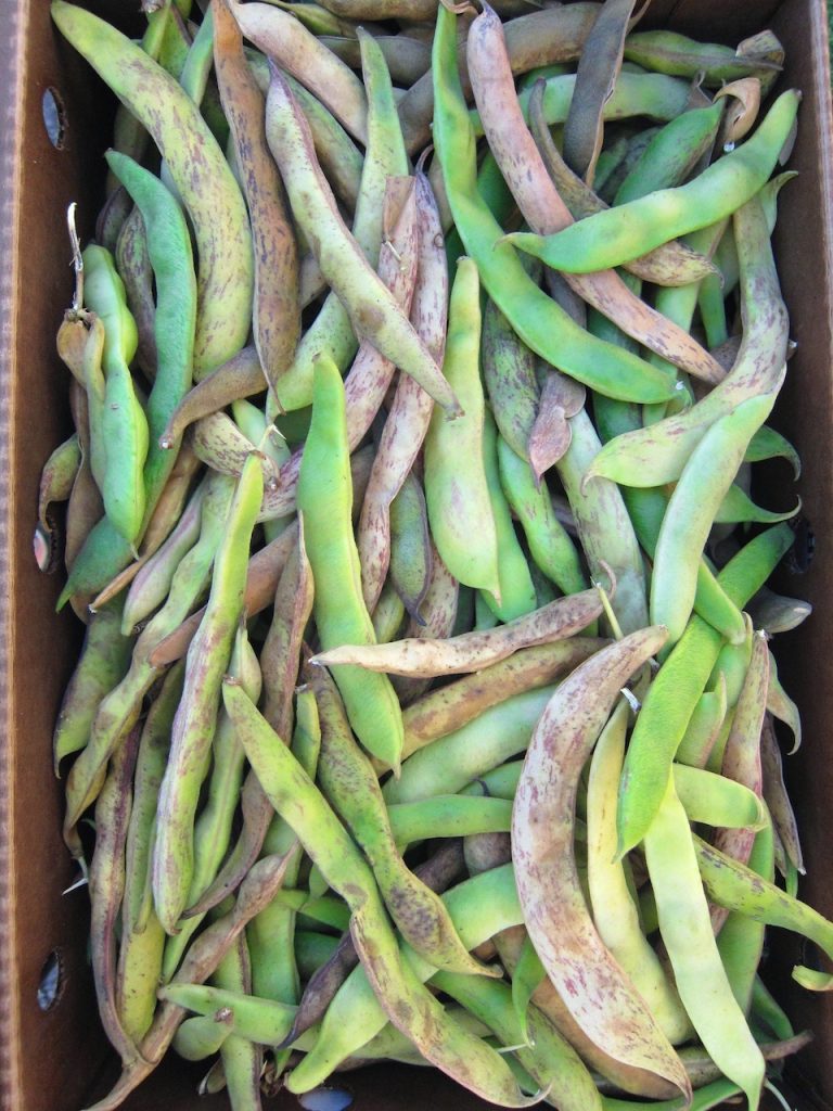 box of scarlet pole beans
