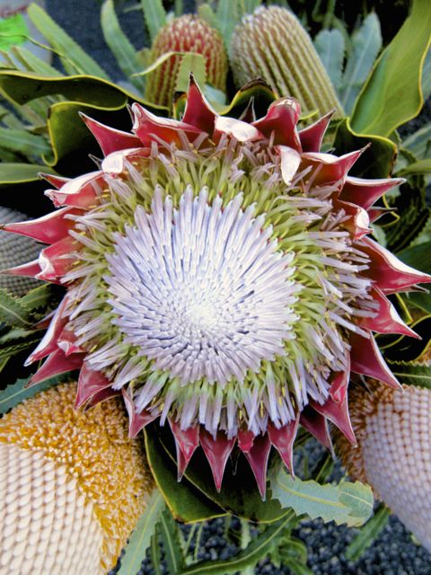 exotic flower in bloom