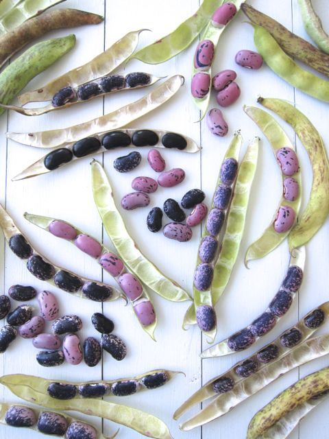 scarlet pole beans on table