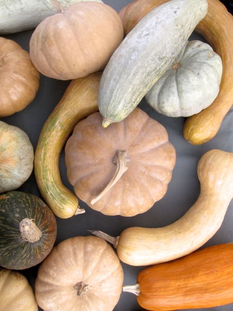winter squash