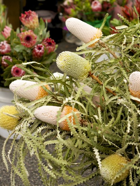 exotic flowers