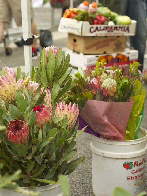exotic flowers in buckets