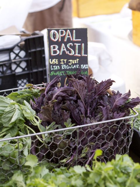 opal basil