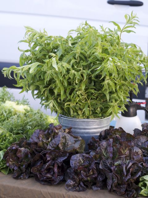lettuce display