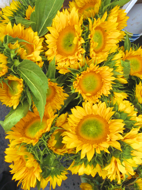 sunflowers at the farmers market