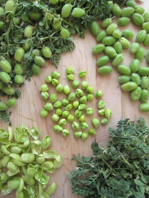 fresh garbanzo beans