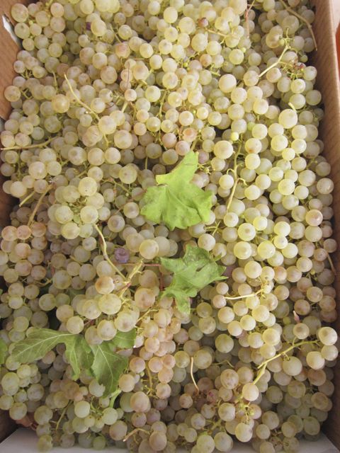 grapes