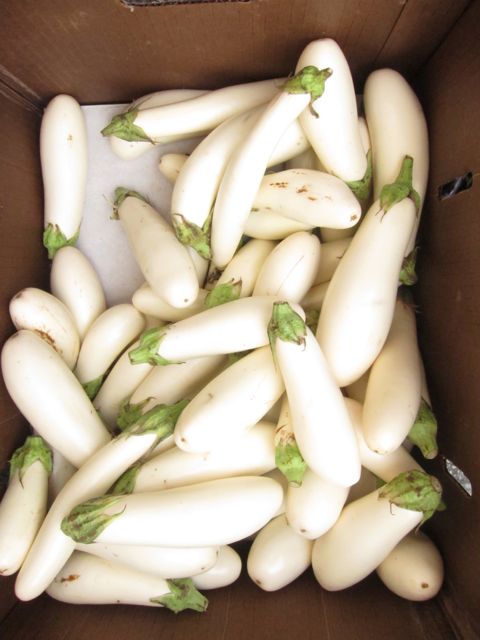 white eggplant