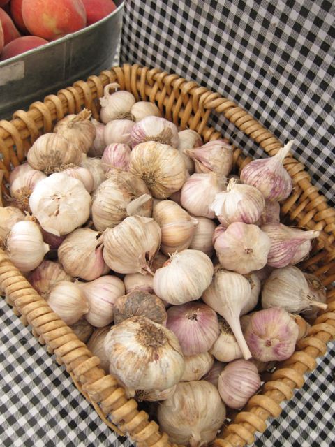 garlic