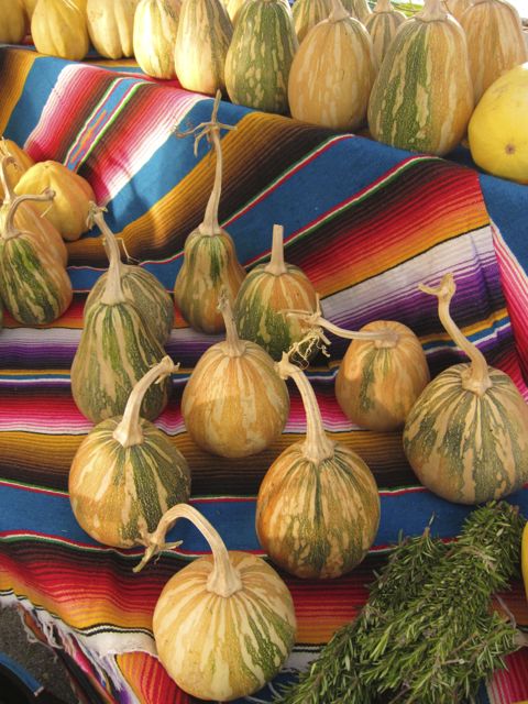 squash on indian blanket