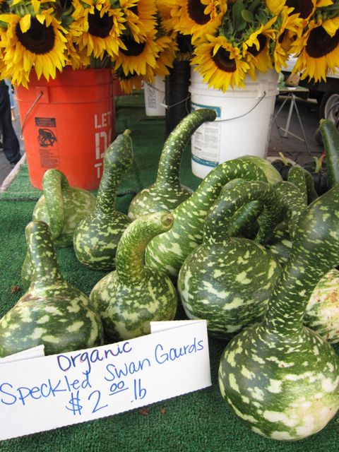 speckled swan gourds