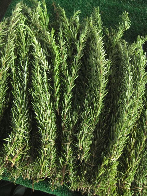 rosemary