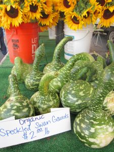 speckled swan gourds