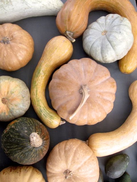 winter squash