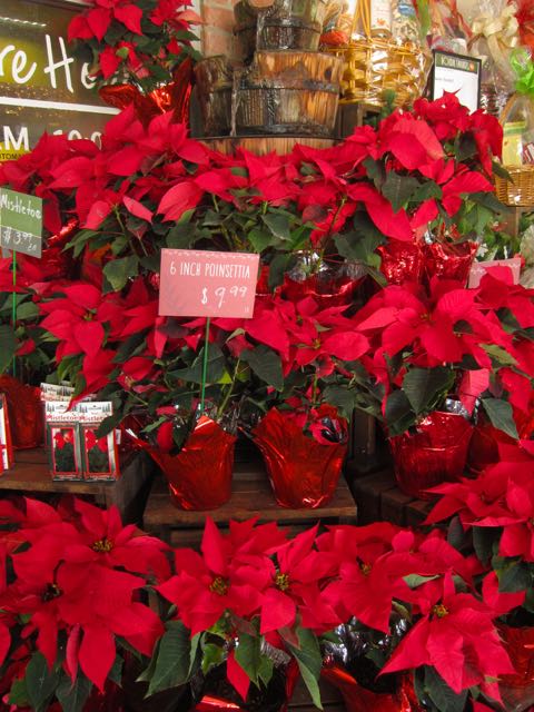 poinsettias