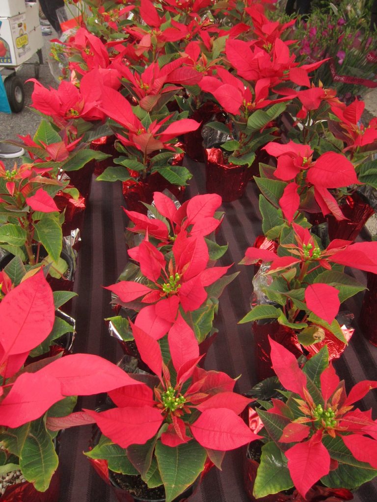 poinsettias at the farmers market